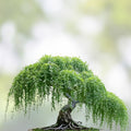 Willow Tree Bonsai Cuttings Australian Weeping Dragon Salix babylonica 3 Thick Trunks Live Plant