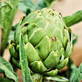 Artichoke Seeds Green Globe 500 Count Non-GMO Vegetable Seeds for Gardening, Cynara scolymus, Starter Plants, Live or Bare Root