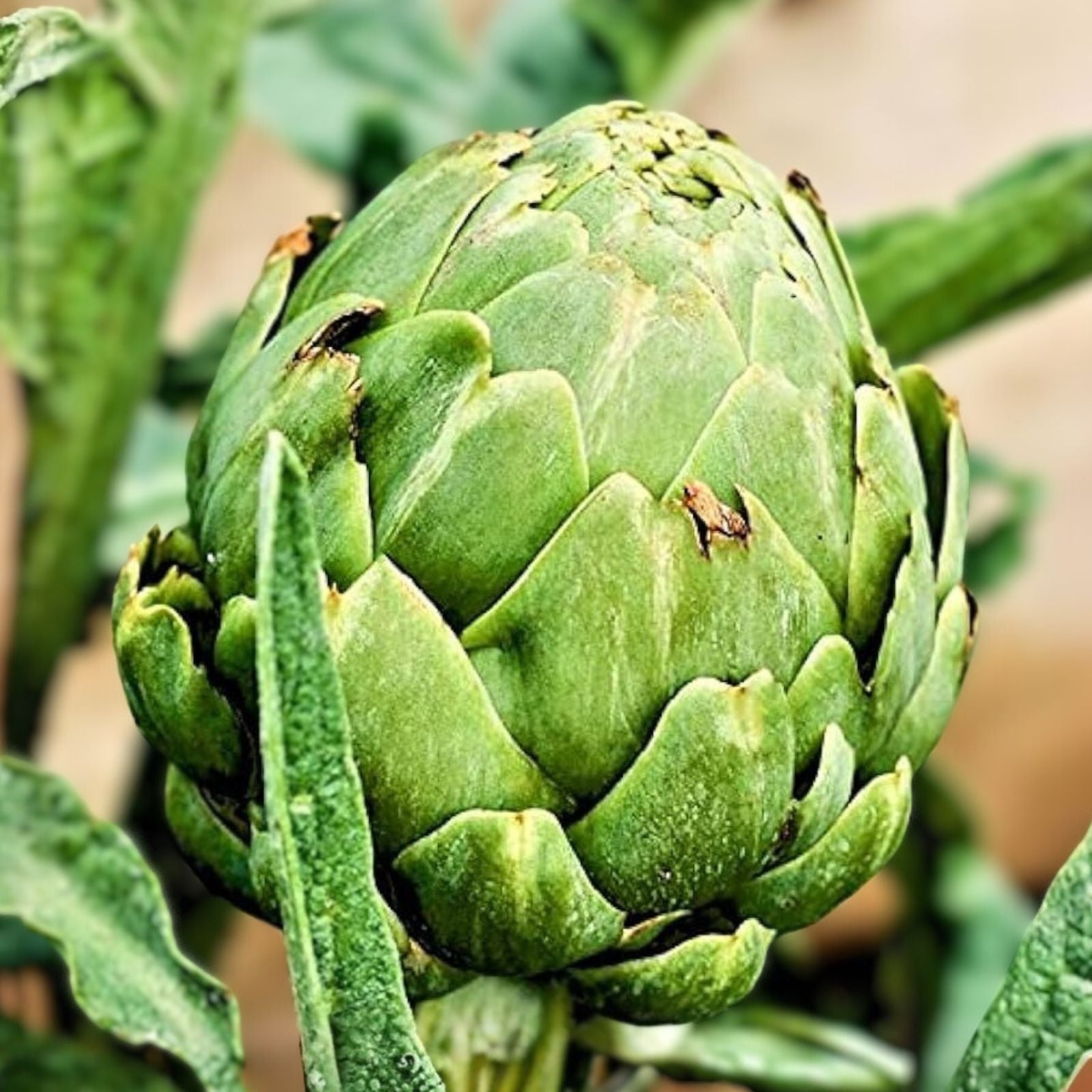 Artichoke Seeds Green Globe 500 Count Non-GMO Vegetable Seeds for Gardening, Cynara scolymus, Starter Plants, Live or Bare Root