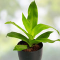 Rooted Fern and Arrowhead Plant Cuttings – Indoor Garden Starter Plants – Houseplants for Home Decor and Gardening