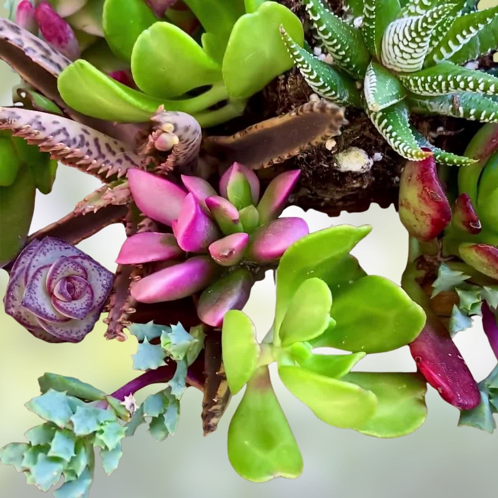 Mixed Succulent Cuttings 1-2" Live Plants Collection – 15 Varieties for Propagation, Crafting, and DIY Gardening
