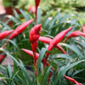 Billbergia Nutans Bromeliads Set of 3 Live Indoor Houseplants Tropical Starter Plants