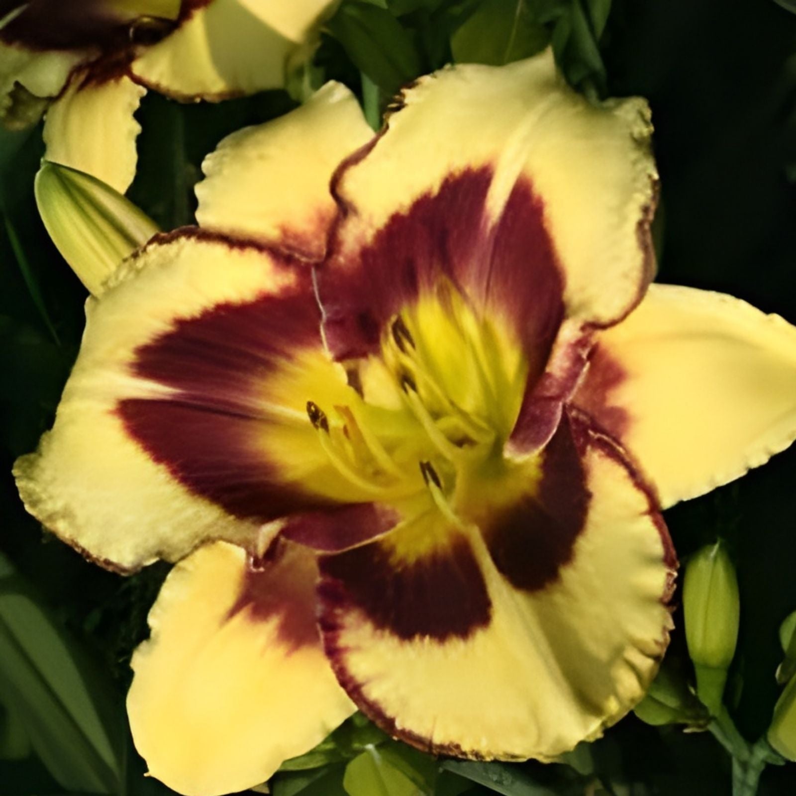 Daylily Plant Live Root Hemerocallis 'El Desperado' Yellow Purple Perennial Flowering Plant for Zones 2-8