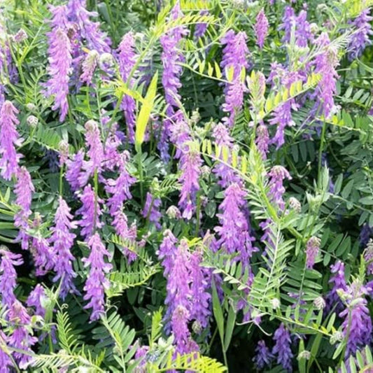 Hairy Vetch Seeds 1 Pound Cover Crop Grain Bee Pasture Pollinator Vicia villosa Easy to Grow