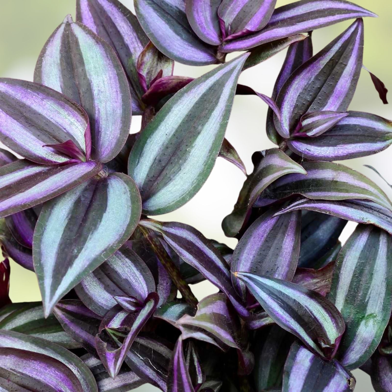 Zebrina Silver Wandering Jew Cuttings 5 Pack – Tradescantia houseplant, live starter plant, 2" or 4" pots, easy care indoor plant