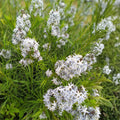 Threadleaf Bluestar Live Plant 4" Pot Amsonia hubrichtii Perennial Ground Cover Blue Flowers