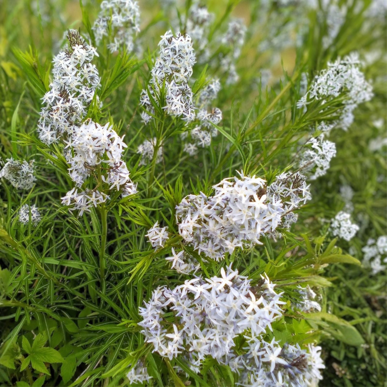 Threadleaf Bluestar Live Plant 4" Pot Amsonia hubrichtii Perennial Ground Cover Blue Flowers