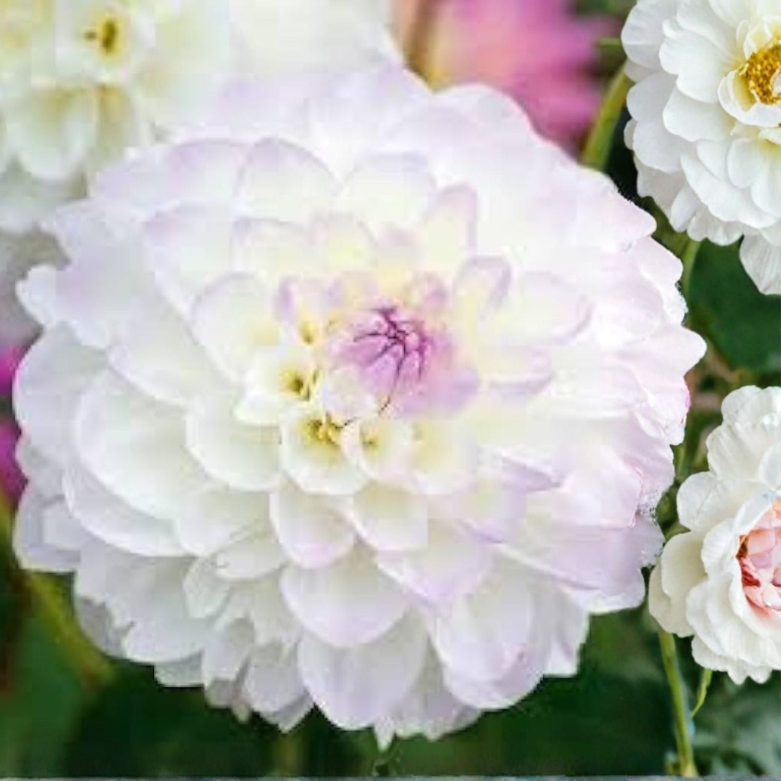 Dahlia Bulb Eveline White with Lilac Purple Tips Live Flower Plant, Decorative Garden Bulb, Tuber, Starter Plant