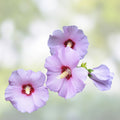 Rose of Sharon Plant Hibiscus syriacus Live Shrub 6-12" Mixed Colors Zone 5-9