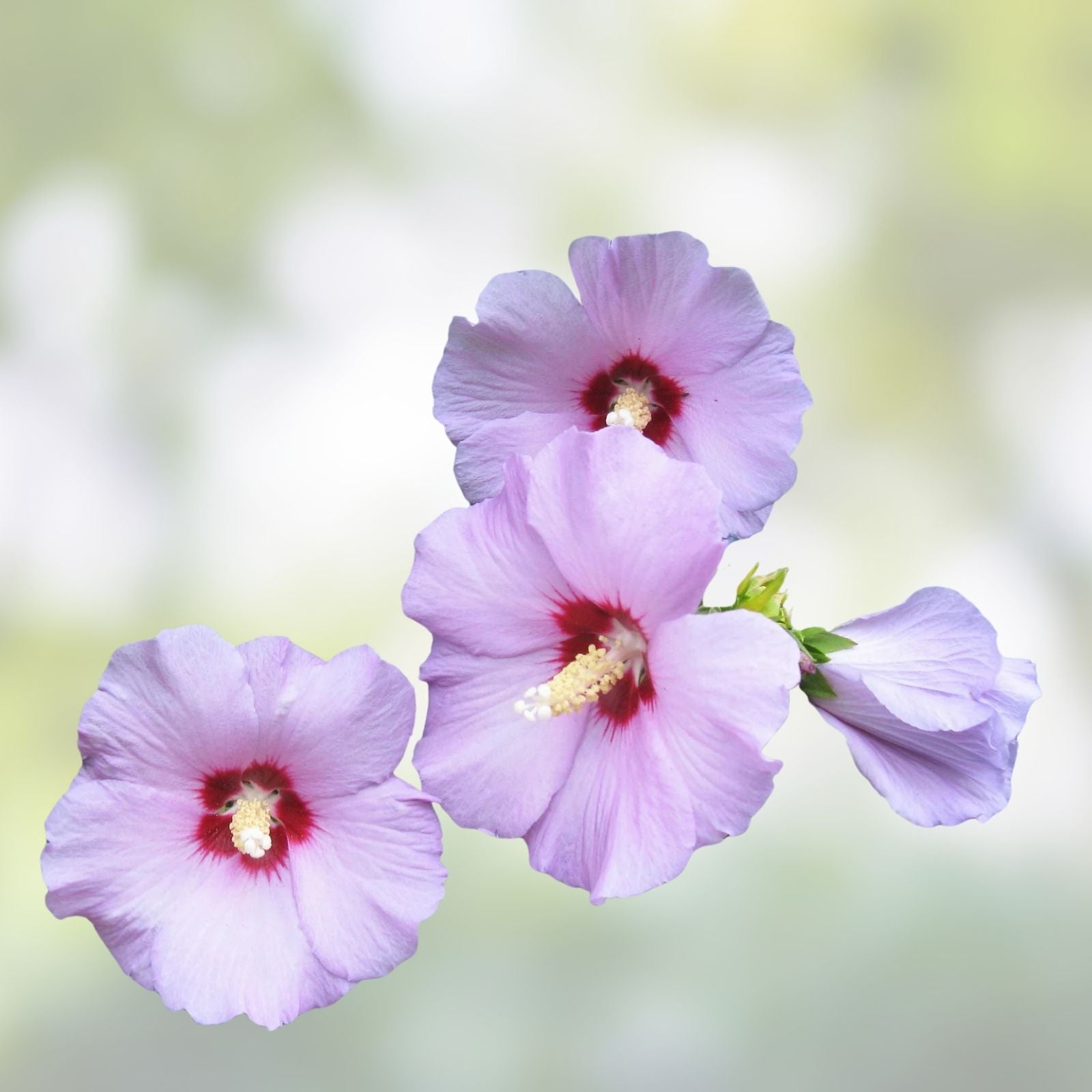 Rose of Sharon Plant Hibiscus syriacus Live Shrub 6-12" Mixed Colors Zone 5-9