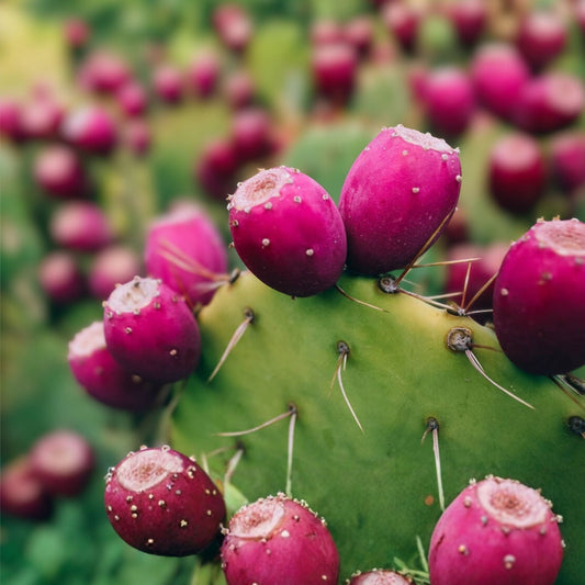 Opuntia Engelmannii Prickly Pear Cactus Cutting 10" Drought-Tolerant Succulent for Indoor Outdoor Gardens