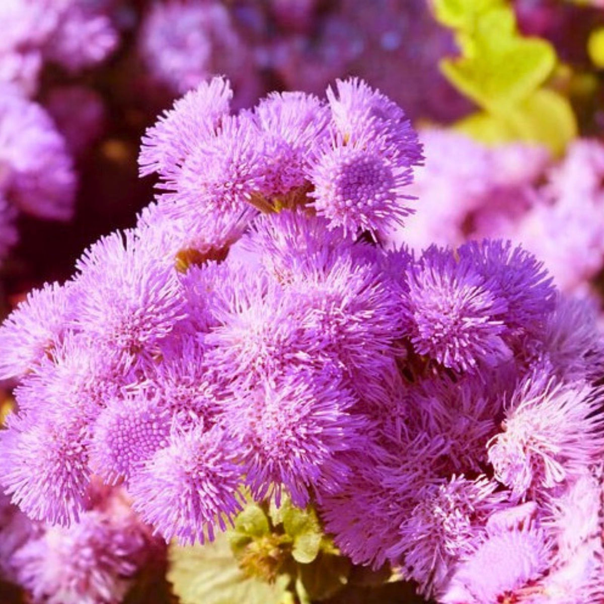 Ageratum Seeds 150 Count Pink Mist Annual Flower Seeds Ageratum houstonianum