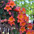 Bignonia Tangerine Beauty Crossvine Starter Plant - Orange Flowers, Butterfly Attractant, Rooted, Fast Growing
