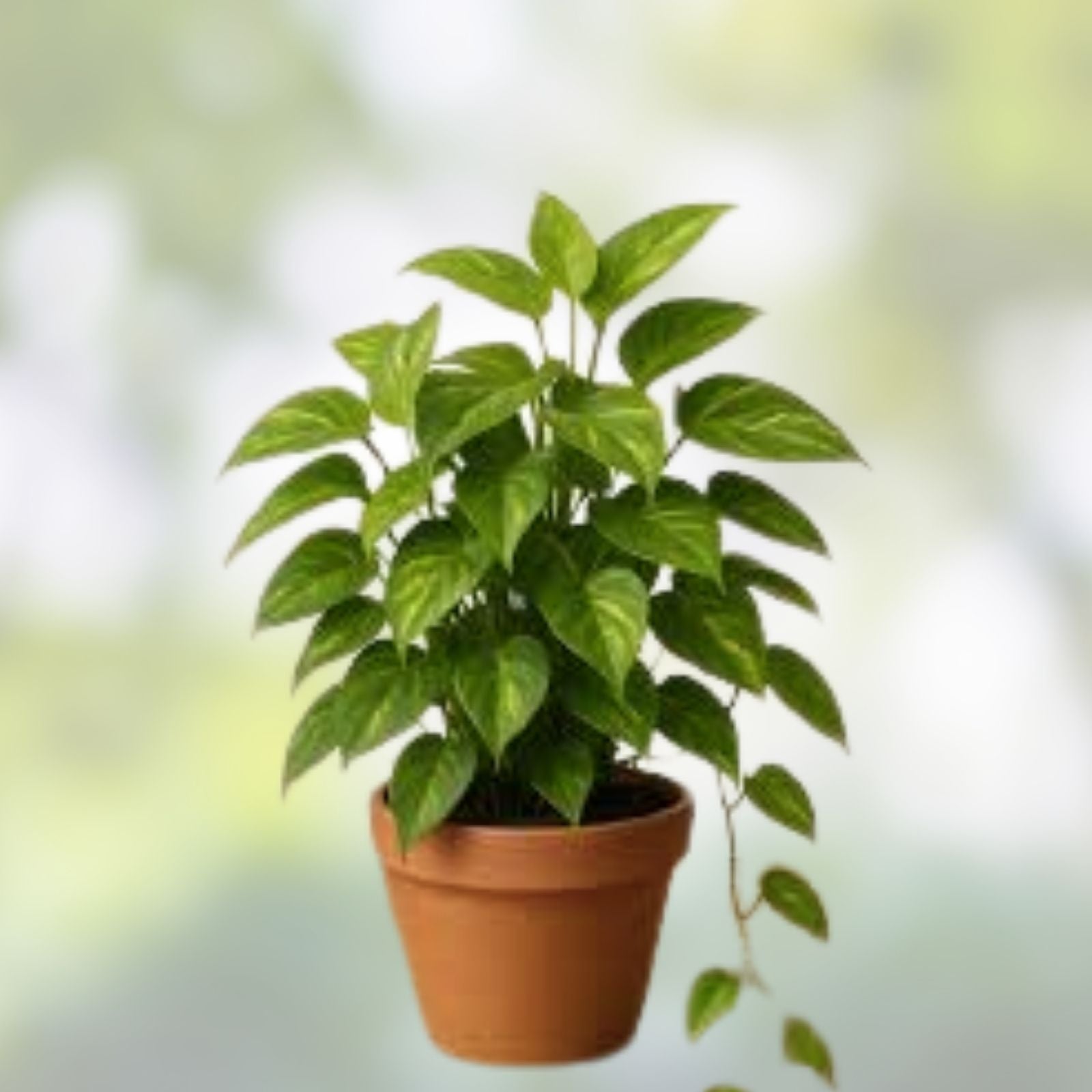 Golden Pothos Cuttings Indoor House Plant Epipremnum aureum Fast Growing Easy Care Starter Plant