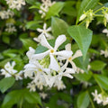 Star Jasmine Plant, Trachelospermum jasminoides, Fragrant Climbing Vine, Live Rooted Stem, Garden, Espalier, Houseplant