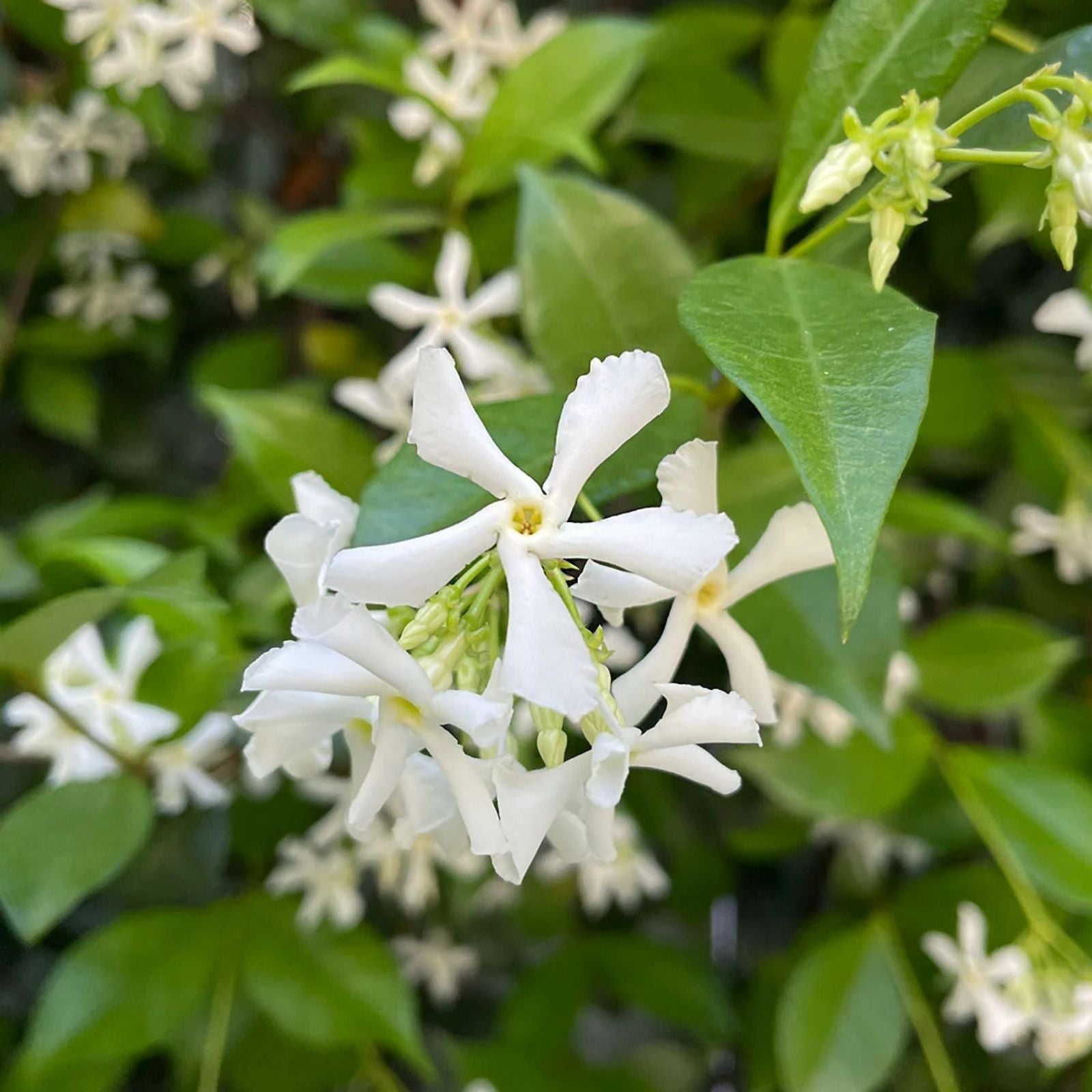 Star Jasmine Plant, Trachelospermum jasminoides, Fragrant Climbing Vine, Live Rooted Stem, Garden, Espalier, Houseplant