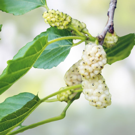 Mulberry Tree Cuttings 12 Unrooted Morus spp. Fruit Tree Grafting Live Plant Starter - Fast Growing