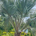 Brahea armata Blue Hesper Palm Seedling 10-12in Live Plant, Unique blue leaves, hardy palm, starter plant, houseplant, bare root, cutting