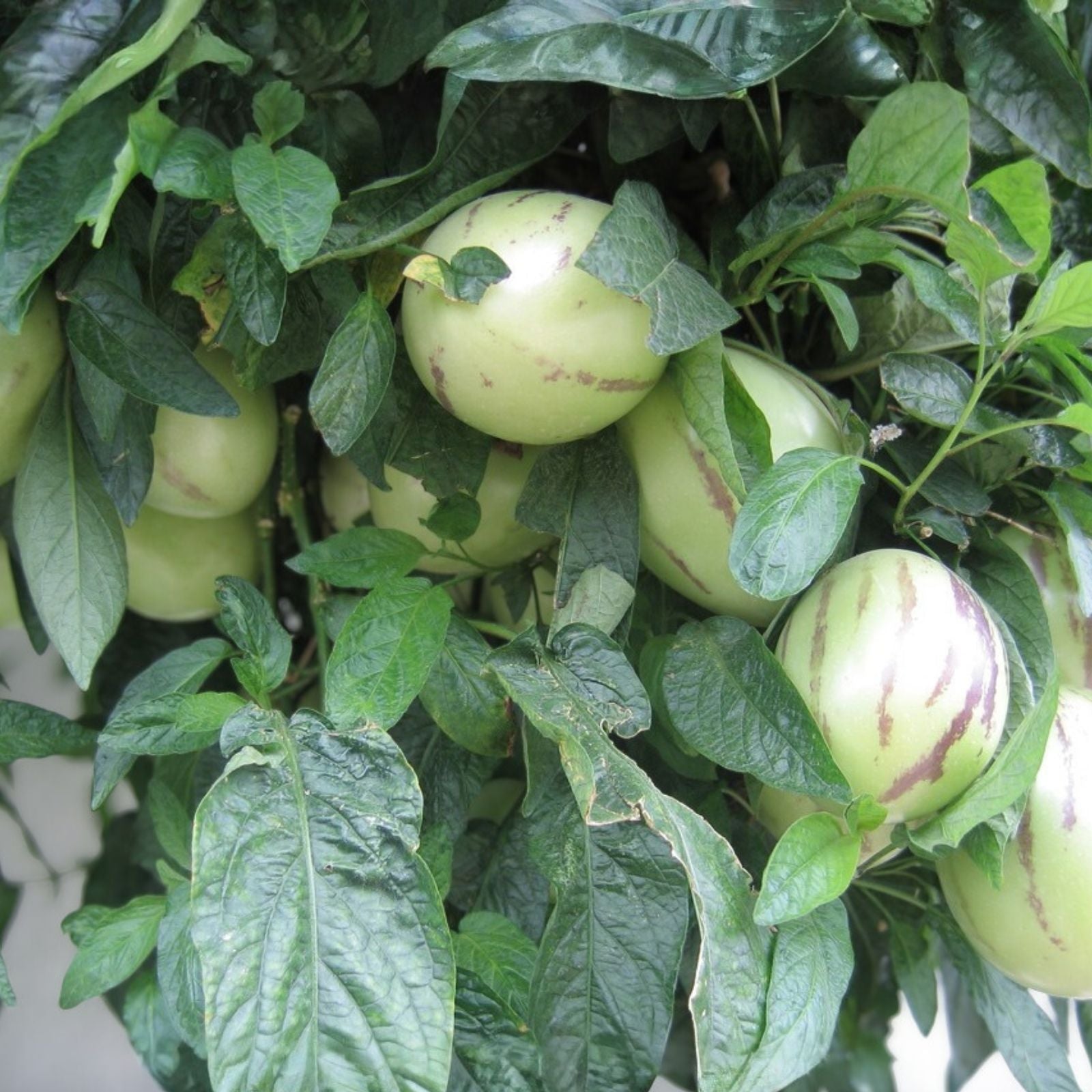 Purple Pepino Melon Cuttings – Edible Solanum muricatum 'Stripey' Fruit Plant Starter Live Plant