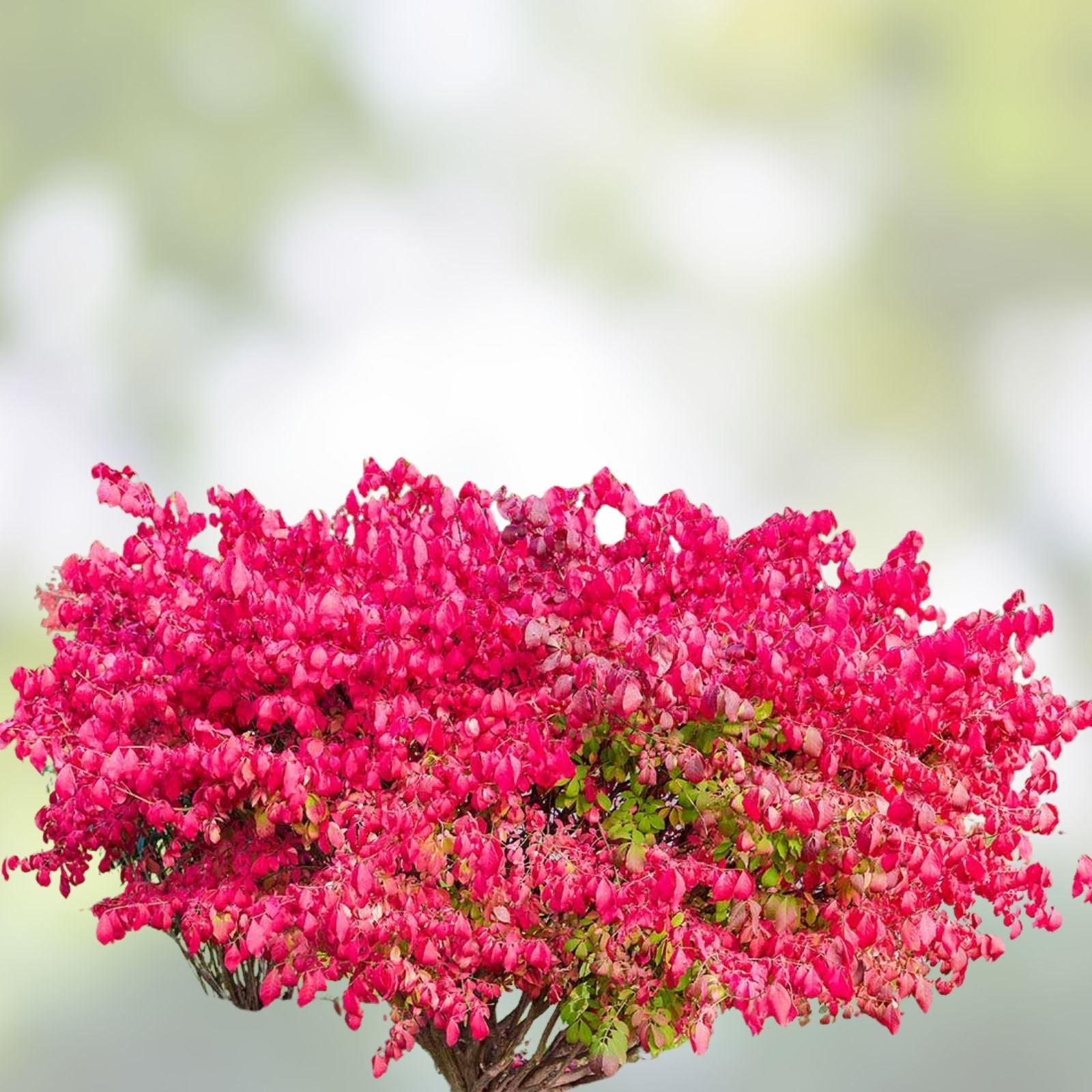 Burning Bush Euonymus alatus Cuttings Set of 12, 6-8 Inches, Live Shrubs for Landscaping, Red Fall Foliage, Unrooted Starter Plants