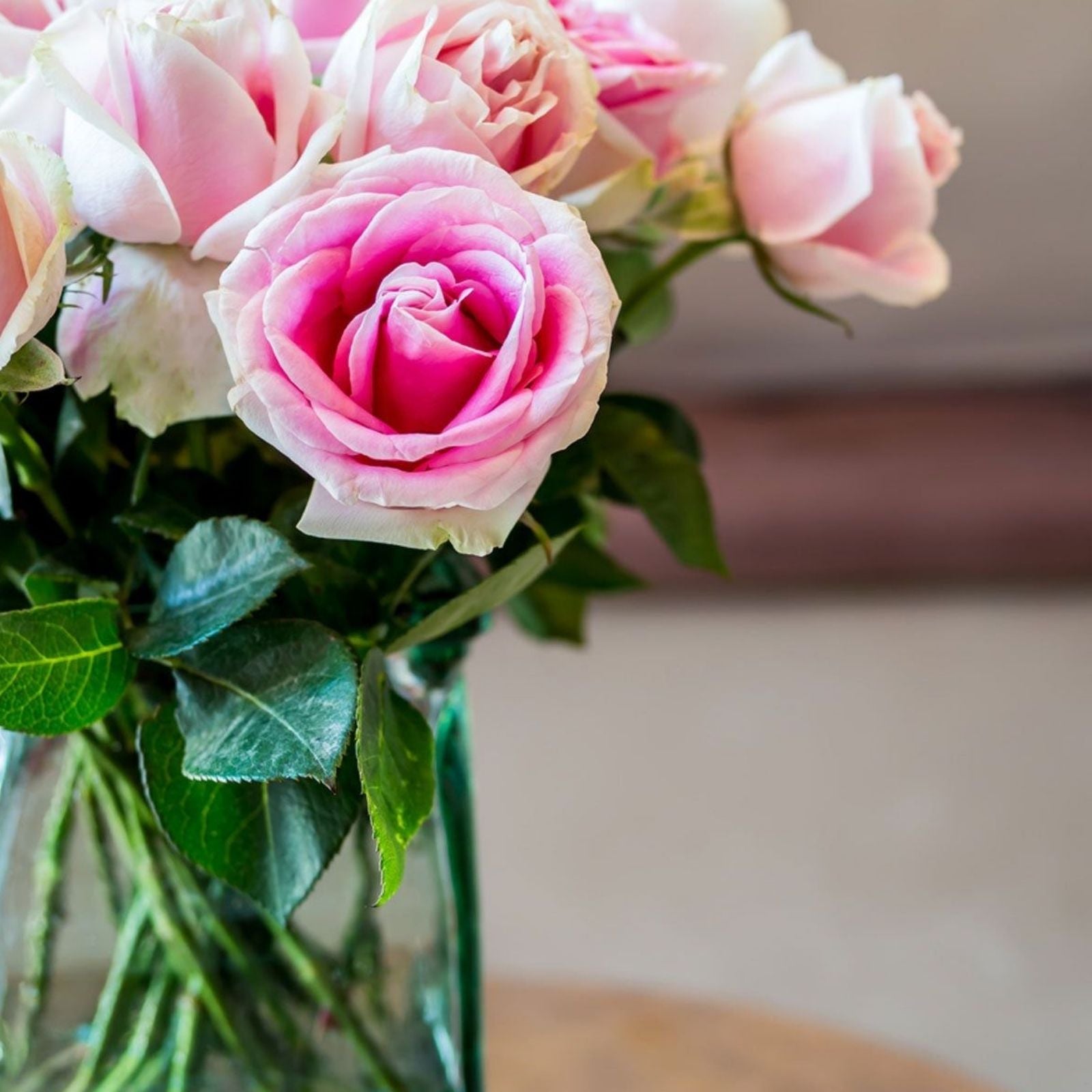Wedding Rose Cuttings – 3 Fresh Con Stan Rose Stems for Floral Arrangements and Bouquets – Rosa Hybrid – New Harvest Quality
