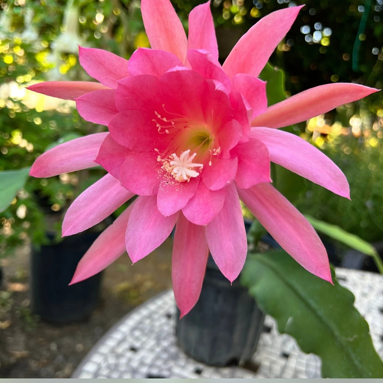 Rosy Swirl Orchid Cactus Cuttings Epiphyllum Succulent Plant Propagation Bare Root Starter Houseplant