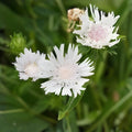 Stokes Aster Bare Root Plant White Flowers Perennial Live Starter Plant 12-24" Stokesia laevis 'Alba' Zones 5-9