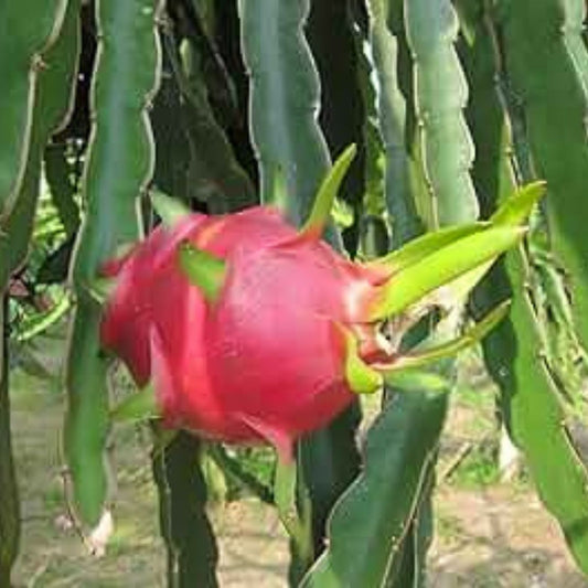 Lot of 6 Dragon Fruit Cuttings – Vietnam White, Red, Purple Hylocereus undatus & costaricensis, Fast Growing Fruit Plants