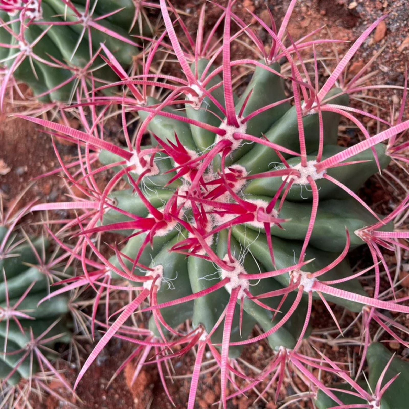 Live Rooted Club Cholla Cactus Plant Grusonia densispina Succulent for Garden or Home