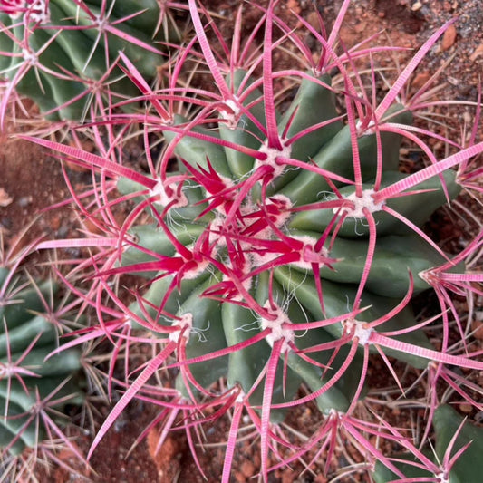 Live Rooted Club Cholla Cactus Plant Grusonia densispina Succulent for Garden or Home