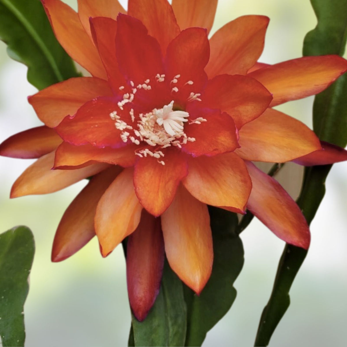 Epiphyllum oxypetalum Unrooted Cutting 8-10 Inches Houseplant, Orchid Cactus, Starter Plant, Live Plant