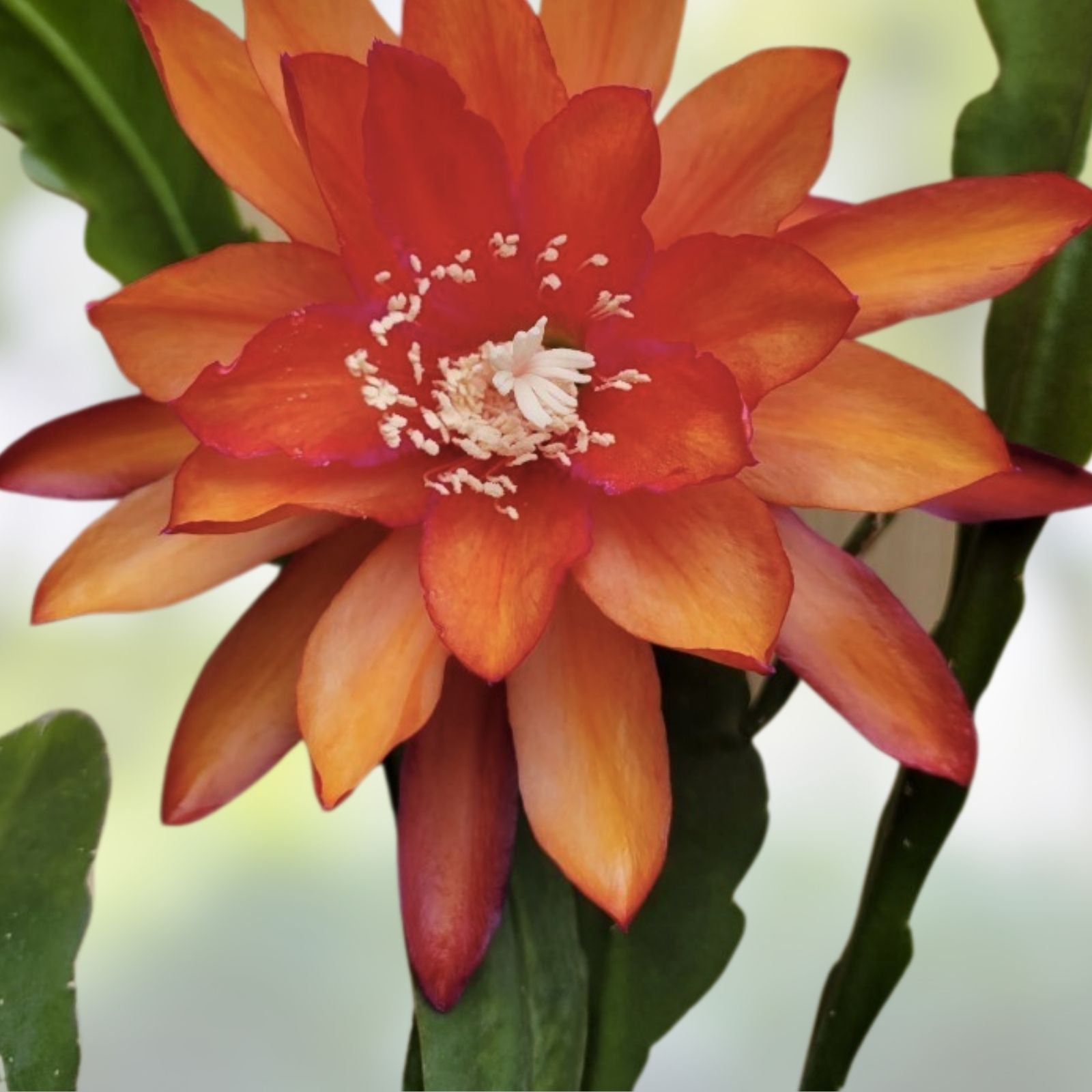 Epiphyllum oxypetalum Unrooted Cutting 8-10 Inches Houseplant, Orchid Cactus, Starter Plant, Live Plant