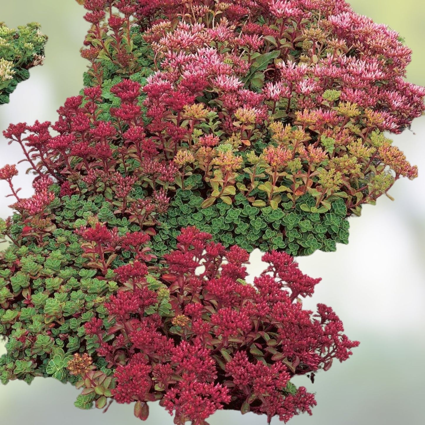 Mixed Creeping Sedum and Cactus Cuttings Set – Live Perennial Garden, Landscape, and Pot Plants