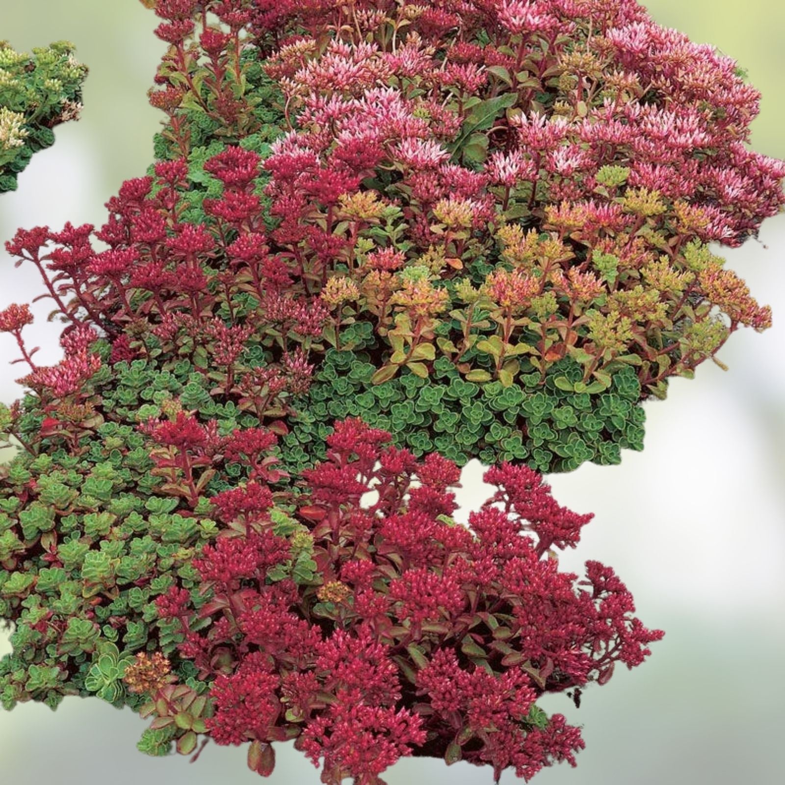 Mixed Creeping Sedum and Cactus Cuttings Set – Live Perennial Garden, Landscape, and Pot Plants