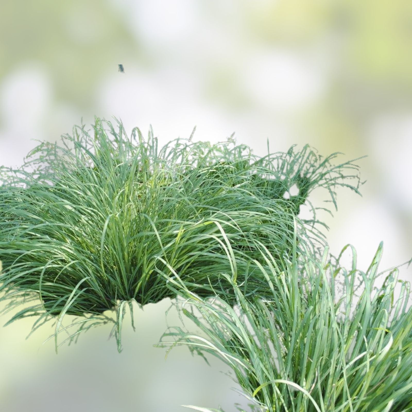 Big Blue Ornamental Grass Seeds | Andropogon gerardii | Landscaping Grass Seeds Pack | Live Plant, Bare Root, or Cutting