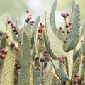 Cow's Tongue Cactus Pad Cutting Opuntia liguiformis Hardy Succulent Indoor Outdoor Plant Starter