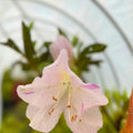 Azalea Starter Plant White with Purple Stripes Rhododendron Audrey Marie Garden Shrub Ornamental Plant Live Flower
