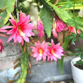 Epiphyllum Orchid Cactus Cutting 6-10 Inches | Succulent Plant | Easy Care Indoor Epiphyllum spp. | Fast Shipping