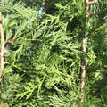 Leyland Cypress Tree Cuttings 7-8" | Fast Growing Privacy Screen | Chamaecyparis x leylandii | Live Plant Starter