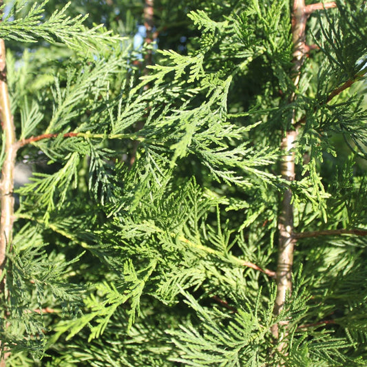 Leyland Cypress Tree Cuttings 7-8" | Fast Growing Privacy Screen | Chamaecyparis x leylandii | Live Plant Starter