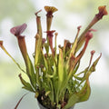 Sarracenia Seedling Oreo x Alata x Adrian S Hybrid Carnivorous Pitcher Plant - Fast Growing, Unique Variety