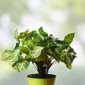 20 Rooted Arrowhead Vine Cuttings Syngonium Podophyllum Indoor Houseplant Propagation Material