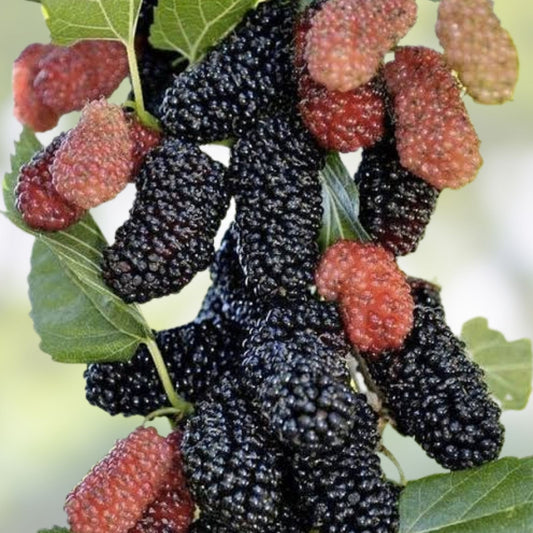 Organic Black Mulberry Cuttings Morus nigra 7+3 Bundle Live Plant Propagation Bare Root Starter Plant