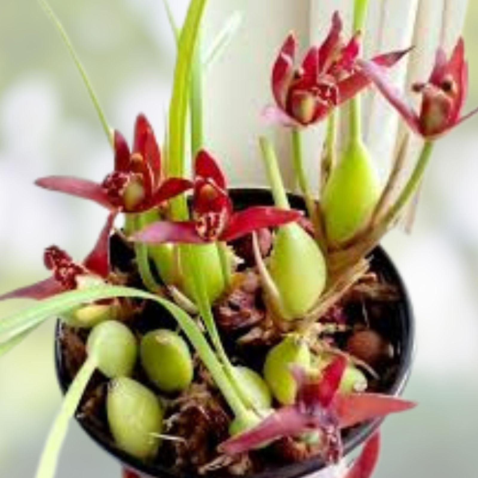 Maxillaria tenuifolia Orchid Cutting - Fragrant Tropical Orchid Plant, Blooming Size, Live Houseplant, Exotic Flowering Orchid