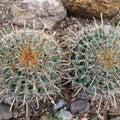 Fishhook Candy Barrel Cactus Seeds Ferocactus wislizeni Hardy Desert Succulent Live Plant Starter 75 Seeds