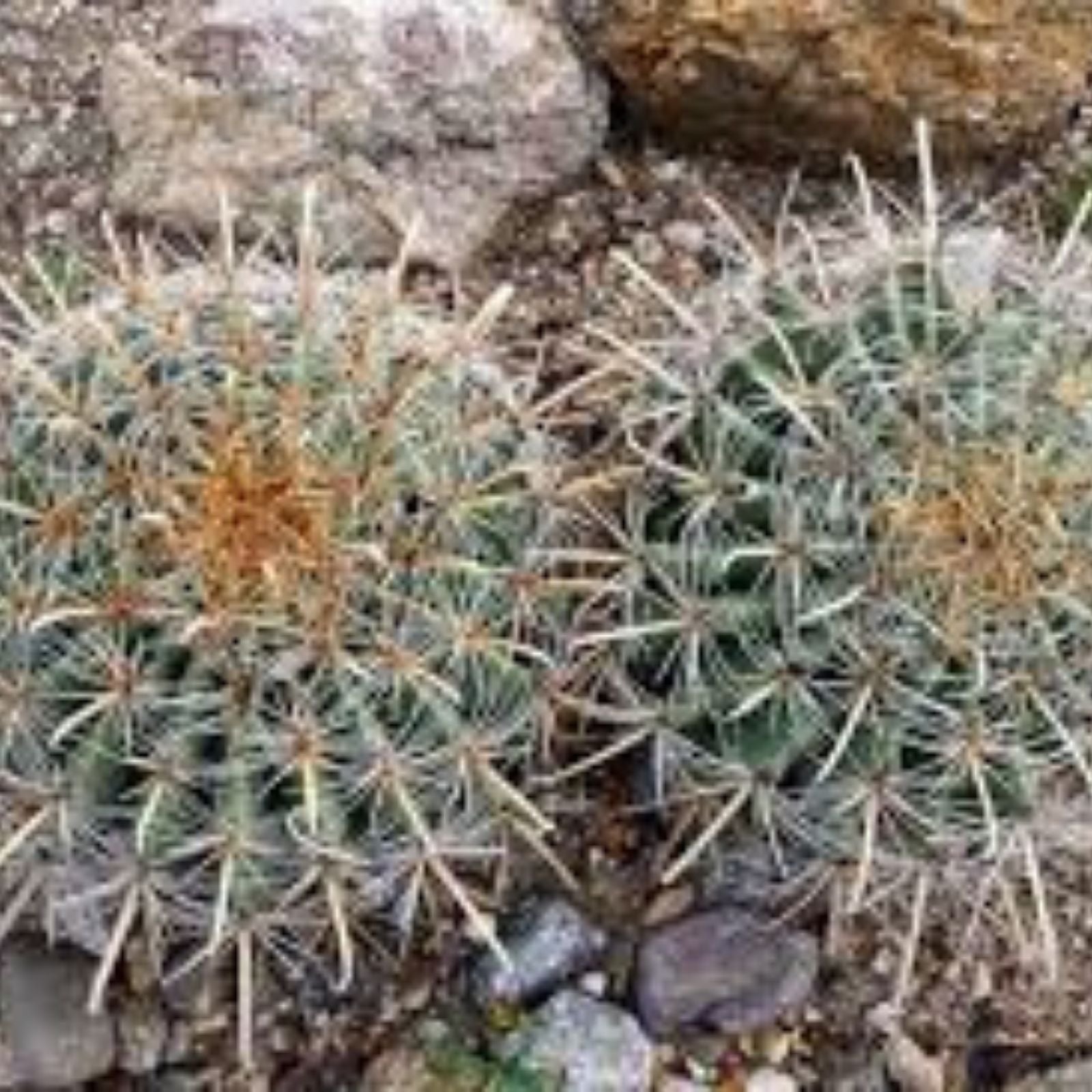 Fishhook Candy Barrel Cactus Seeds Ferocactus wislizeni Hardy Desert Succulent Live Plant Starter 75 Seeds