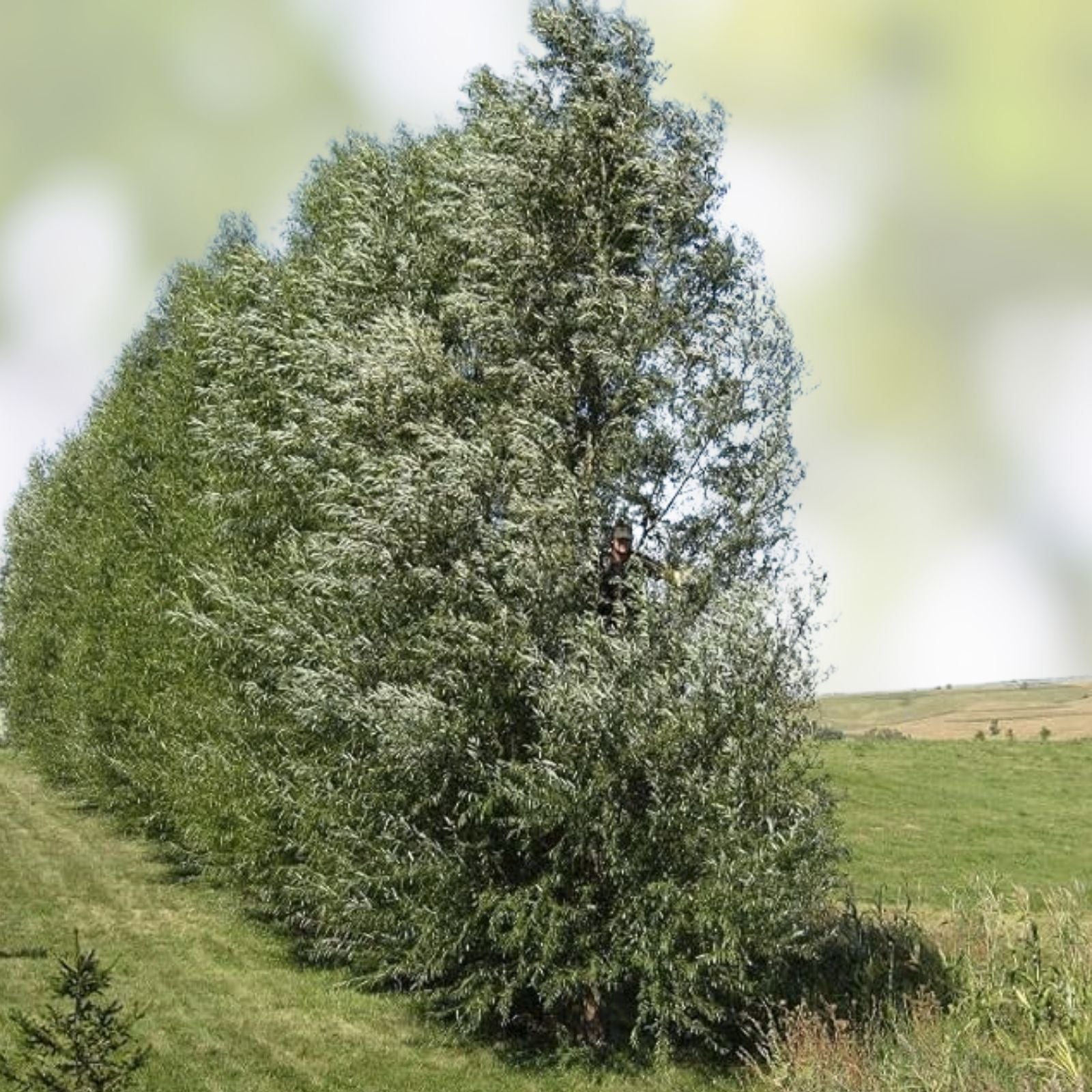 Austree Hybrid Willow Tree Cuttings 10 Inch Live Plant Fast Growing Bare Root Starter Tree