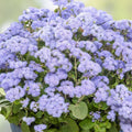Toothache Plant Seeds - 150+ Buzz Button Seeds - Acmella oleracea - Exotic Herbal Garden Seeds for Culinary and Medicinal Use