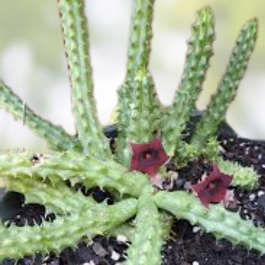 Huernia pendula Cutting Bootlace Succulent 4-5 Inches Live Indoor Plant Garden Collector