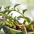 String of Dolphins Succulent Plant - Rooted Senecio Peregrinus with Dolphin-Shaped Leaves - Unique Houseplant for Home Decor